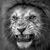 David Scott Adkins's profile image