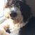 Lauren Howard Thompson's profile image