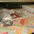 Nancy Black Guss's profile image