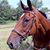 Tracey Lancione Lloyd's profile image