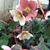 Rene Lanier Moore's profile image