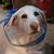 Carolyn Segal's profile image
