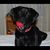 Charles Heald's profile image