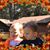 Holly Gabriel's profile image
