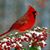 Sheryl Hanshew's profile image