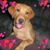 Shannon Ladousier's profile image