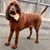 Schuyler Schmitt's profile image
