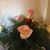 Marcy Rineck's profile image