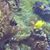 Susan Sisson's profile image