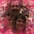 Brandy Carpenter-Steere's profile image