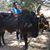 Periasami Nagappan's profile image
