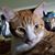 Richard Cayia Rowe's profile image