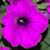 Betty Nawrocki's profile image