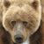Jerry B. Bear's profile image