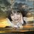 Aivlis Alvarez's profile image