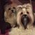 Janet Dunlap's profile image