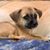 Renee Caldarelli's profile image
