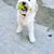 Z Pets Philly's profile image