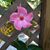 Linda Gibbs Perrot's profile image