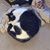 Kelly Antz's profile image