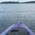 Laura Ashcraft Thompson's profile image