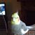 Tonys Stewart Zeigler's profile image