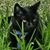Dianne Henderson's profile image