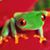 Lacey Armer's profile image