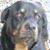 Tiffany Flink's profile image
