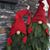 Jean Ackley's profile image