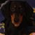 Dion Anthony Laurie's profile image