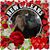 Pamela Godeaux's profile image