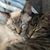 Lisa Wilcox's profile image