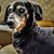 Moonbeam Anna Felstein's profile image