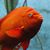 Tracy Hoorn's profile image