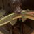 Kerri Pliszka's profile image