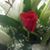 Wendy Rose's profile image