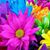 Vanessa Smith Arnold's profile image