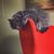 Andrew Risch's profile image