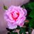 Cynthia Thomas's profile image