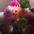 Janine Rush's profile image
