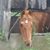 Penny Wallace Hampton's profile image