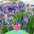 Sonia Bonilla's profile image
