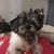 Lisa Wallis Wilkin's profile image