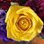 MaryAnn Olenick's profile image