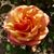 Vidya Sagar's profile image