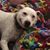 Georgie Neufer's profile image