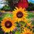 Shelly Marie Swanson Erhard's profile image