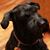 Su Armbruster's profile image