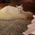 Carol Tomasetti Ristuccia's profile image
